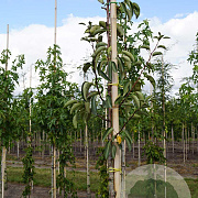 Pyrus c. 'Jut' 8-10 HO draadkluit
