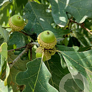 Quercus alba 6-8 HO draadkluit