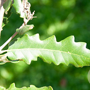Quercus hispanica 'Ambrozyana' 8-10 HO draadkluit
