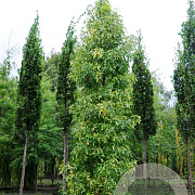 Quercus kewensis 8-10 HO draadkluit