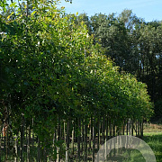 Quercus palustris 10-12 HO draadkluit