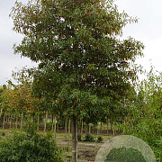 Quercus phellos 20-25 HO draadkluit