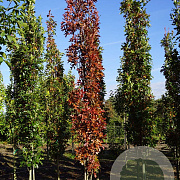 Quercus pal. 'Pringreen' 18-20 HO draadkluit geveerd