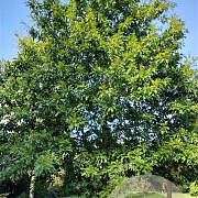Quercus texana 12-14 HO draadkluit