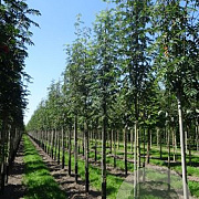 Sorbus aucuparia edulis 10-12 HO draadkluit