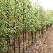 Sorbus arn. 'Schouten' 12-14 HO draadkluit