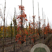 Sorbus 'Flanrock' 8-10 HO draadkluit
