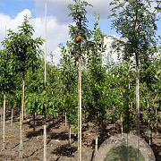 Sorbus scalaris 10-12 HO draadkluit