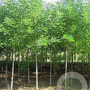 Styphnolobium japonicum 12-14 HO draadkluit