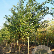 Styphnolobium japonicum 16-18 HO draadkluit
