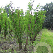 Taxodium distichum 400-450 cm draadkluit meerstammig 200-250 diameter