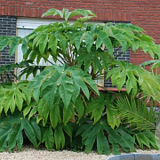 Tetrapanax papyrifer 100-125 cm 10L struik