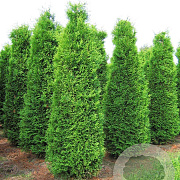 Thuja occ. 'Brabant' 300-350 cm draadkluit solitair