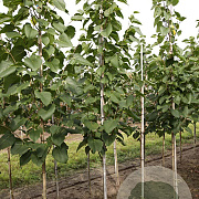 Tilia americana 'American Sentry' 10-12 HO draadkluit