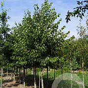 Tilia europaea 'Zwarte Linde' 18-20 HO draadkluit