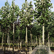Tilia tomentosa 'Brabant' 12-14 HO draadkluit