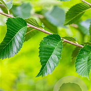 Ulmus 'Sapporo Autumn Gold' 16-18 HO draadkluit