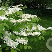 Viburnum plic. 'Cascade' 200-250 cm draadkluit struik
