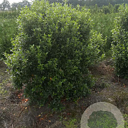 Viburnum tinus 125-150 cm met kluit struik