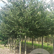 Zelkova serrata 20-25 HO draadkluit