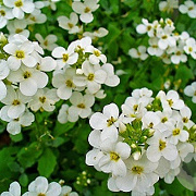 Arabis caucasica Aubris 'White' P9