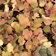 Heuchera 'Caramel' P9