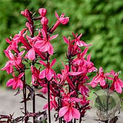 Lobelia s. 'Starship Deep Rose' P9