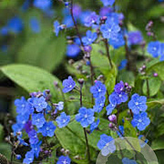 Omphalodes capp. 'Cherry Ingram' P9