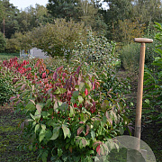 Euonymus alat. 'Compactus' 60-80 cm met kluit