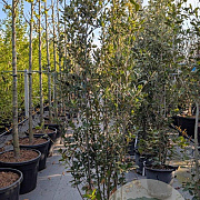 Quercus ilex 200-250 cm 30L