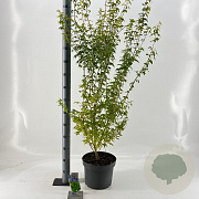 Acer pal. 'Bi-hoo' 80-100 cm 10L