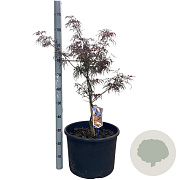 Acer pal. 'Garnet' 80-100 cm 35L