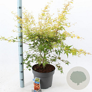 Acer pal. 'Katsura' 60-70 cm 10L