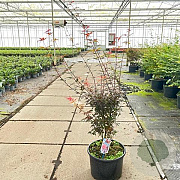 Acer pal. 'Skeeter's Broom' 100-125 cm 35L