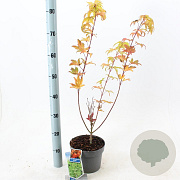 Acer shirasawanum 'Jordan' 40-50 cm 3,0L