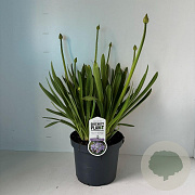 Agapanthus 'Sunfield' 30-40 cm 7,5L