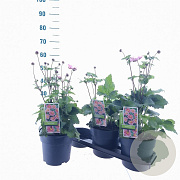 Anemone hyb. 'Serenade' 30-35 cm 3,0L
