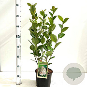 Aronia prunifolia 'Viking' 20-25 cm 3,0L