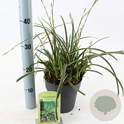 Carex morrowii 'Ice Dance' 20-25 cm 2,0L