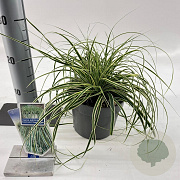 Carex oshim. Evercolor Evercream 20-25 cm 2,0L