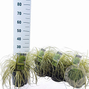 Carex oshim. 'Everoro' 40-50 cm 3,0L