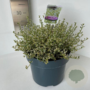 Ceanothus Cool Blue 30-40 cm 5,0L
