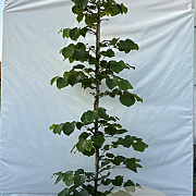 Cercis can. 'Traveller' 175-200 cm 10L geveerd