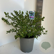 Ceanothus griseus 'Yankee Point' 40-50 cm 10L
