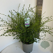 Ceanothus thyr. 'Millerton Point' 40-50 cm 10L