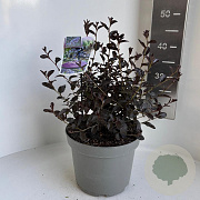 Ceanothus 'Tuxedo' 30-40 cm 5,0L