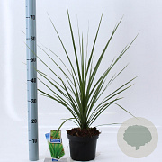 Cordyline aus. 'Atlantic Green' 30-40 cm 3,0L