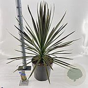 Cordyline aus. 'Chocolate Mint' 70-80 cm 12L