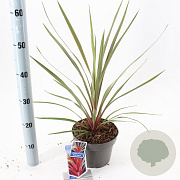 Cordyline aus. 'Red Heart' 30-40 cm 3,0L