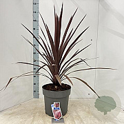 Cordyline aus. 'Red Star' 70-80 cm 12L